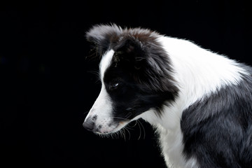 Portrait of an adorable Border Collie