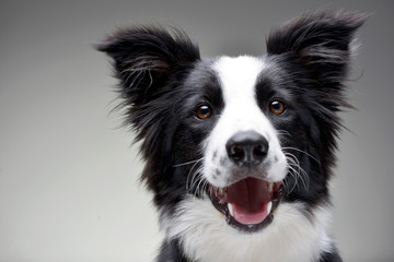 Portrait of an adorable Border Collie