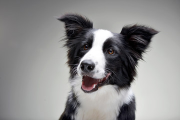 Portrait of an adorable Border Collie