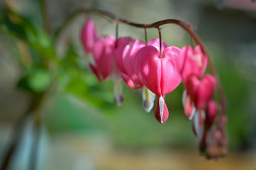 close-up of bleeding hearts flower