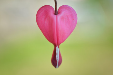 close-up of bleeding hearts flower