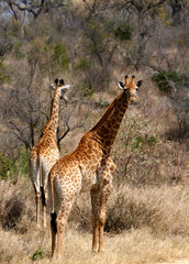 Giraffe standing still and looking back 