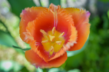 amazing tulip with jagged petals