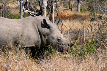 Rhinoceros keeping a watchful eye