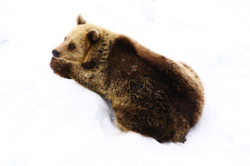 Ours brun dans la neige