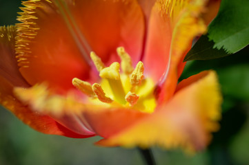 Fototapeta na wymiar amazing tulip with jagged petals