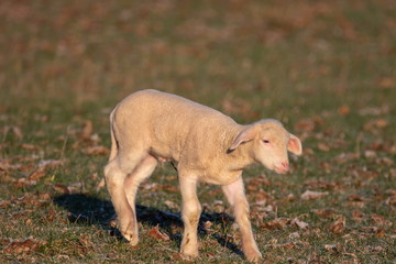 junge Schafe in Xanten