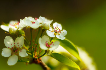 Close-up shot of Apple blossom flowers in spring, blooming on young tree branch, against green background