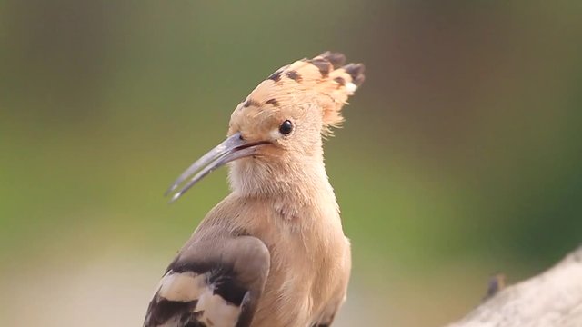 hoopoe reveals his crest slow-motion video