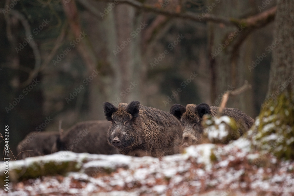 Wall mural wild boar, sus scrofa, czech republic