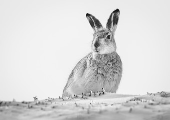 Mountain hare B&W