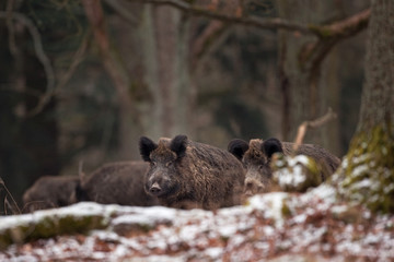 Obraz premium wild boar, sus scrofa, Czech republic