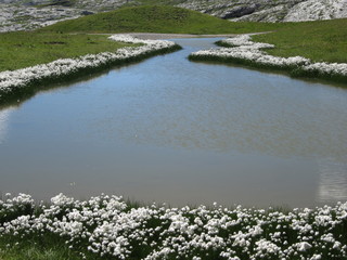 Lac de montagne avec fleurs ligrainettes 3 zoom 2x / mountain lake with ligrainettes flowers 3 zoom 2x