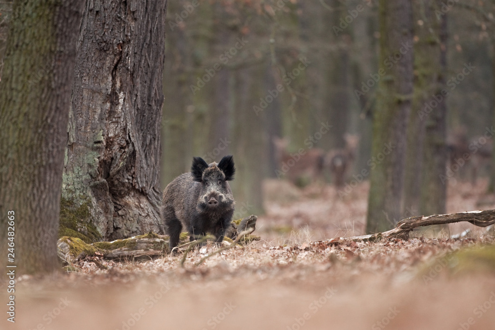 Wall mural wild boar, sus scrofa, czech republic