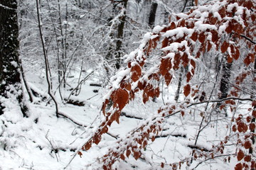 Im Winter Wald