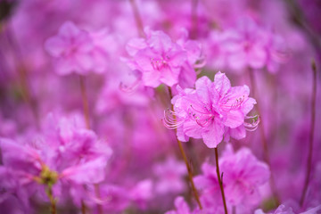 Fototapeta na wymiar Rhododendron Mucronulatum Korean Rhododendron flower