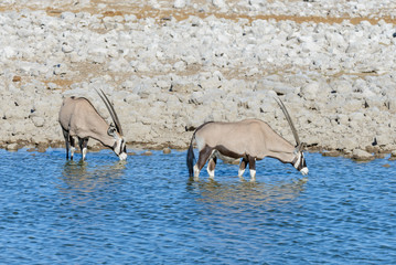Wild oryx antelope in the African savannah