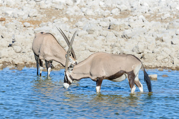 Naklejka na ściany i meble Wild oryx antelope in the African savannah