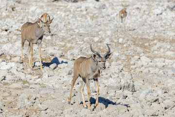 Wild kudu antelopes in the African savanna
