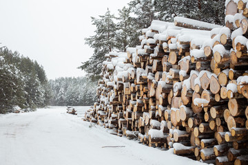 Logging in the snow forest. Stock of timber. Winter road
