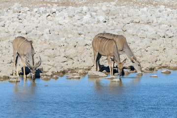 Wild kudu antelopes in the African savanna