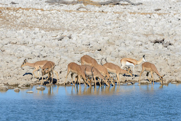 Wild springbok antelopes in the African savanna