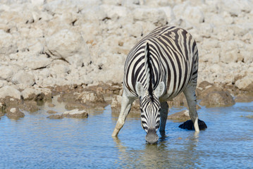 Fototapeta na wymiar Wild zebras drinking water in waterhole in the African savanna