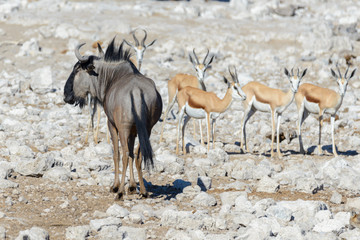 Wild african animals -gnu, kudu, orix, springbok, zebras drinking water in waterhole