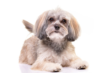 Studio shot of an adorable Havanese dog