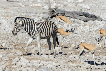 Plakat Wild zebras walking in the African savanna