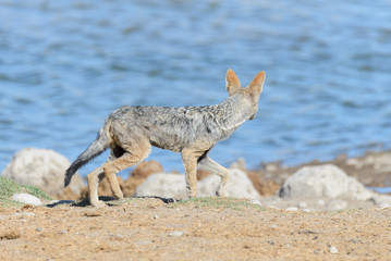 Wild jackal on waterhole in the African savanna