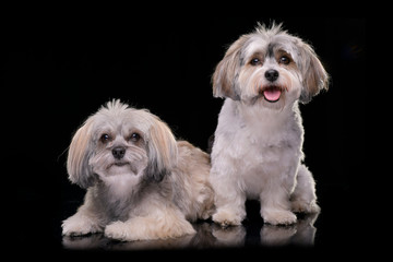 Studio shot of two adorable Havanese dog