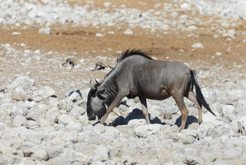 Wild gnu antelope in in African national park