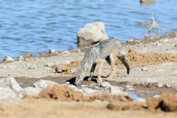 Wild jackal on waterhole in the African savanna
