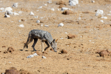 Wild jackal on waterhole in the African savanna