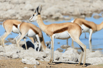Wild african animals -gnu, kudu, orix, springbok, zebras drinking water in waterhole
