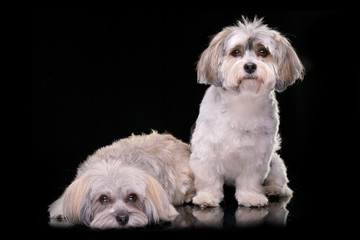 Studio shot of two adorable Havanese dog