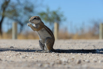 South African ground squirrel Xerus inauris sitting