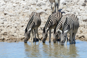 Obraz na płótnie Canvas Wild zebras drinking water in waterhole in the African savanna