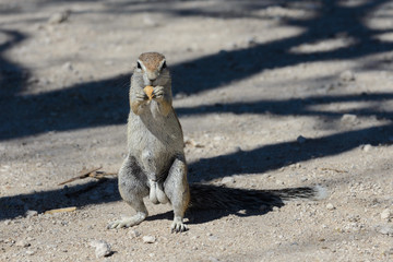 South African ground squirrel Xerus inauris sitting