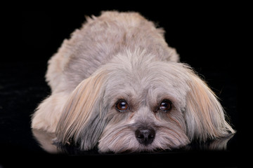 Studio shot of an adorable Havanese dog