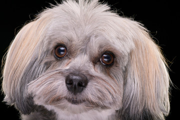 Naklejka na ściany i meble Portrait of an adorable Havanese dog