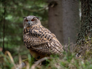 Eurasian eagle-owl (Bubo Bubo) in forest on the ground. Eurasian eagle owl sitting under the tree.