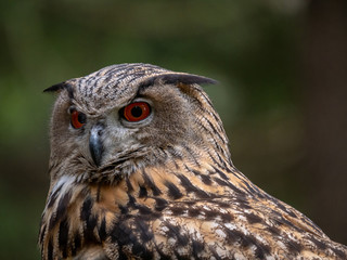 Eurasian eagle-owl (Bubo Bubo) in forest on the ground. Eurasian eagle owl sitting under the tree.