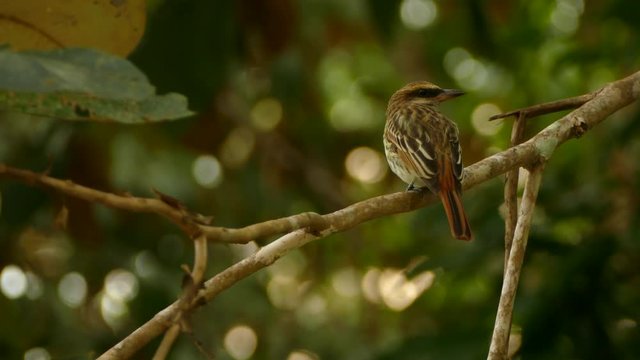 Exotic Brown Flycatcher Perched On Branch Changes Side Before Take Off