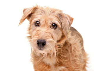 Portrait of an adorable mixed breed dog