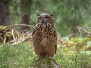 Eurasian eagle-owl (Bubo Bubo) in forest on the ground. Eurasian eagle owl sitting under the tree.