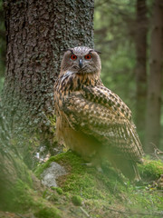 Eurasian eagle-owl (Bubo Bubo) in forest on the ground. Eurasian eagle owl sitting under the tree.