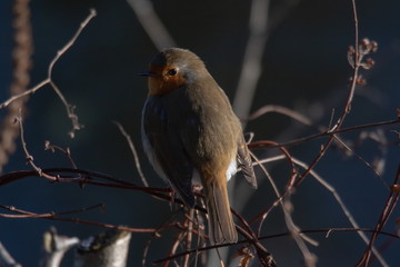 Rotkehlchen in den Urdenbacher Kämpen