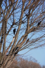 Crows are said to be the most intelligent among birds.